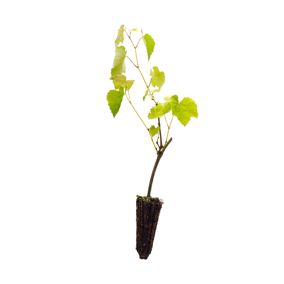 Vitis labrusca cv. "niagara" - Uva Fragola bianca (Alveolo forestale)