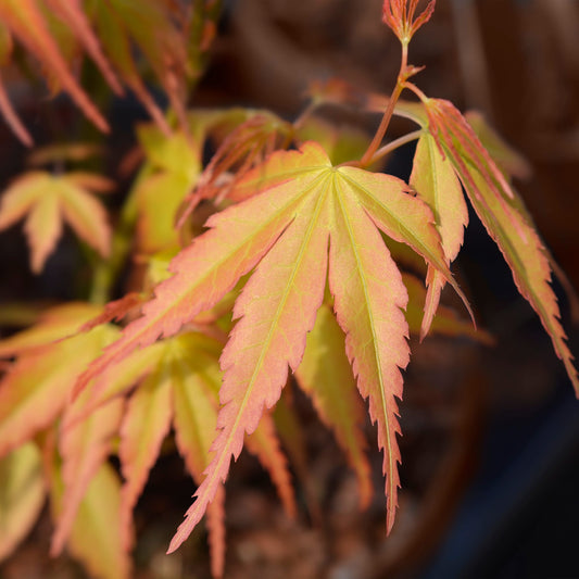 Foglia Rossa e Gialla in autunno di Acer palmatum cv. Katsura prodotto Pianta in vaso Vivai MDB