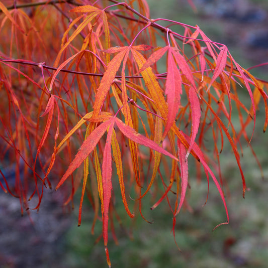 Foglia Rossa e Gialla in autunno di Acer palmatum cv. Koto-no-ito prodotto Pianta in vaso Vivai MDB
