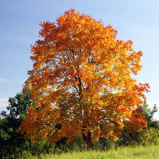 Acer platanoides - acero riccio (Vaso quadro 9x9x20 cm)