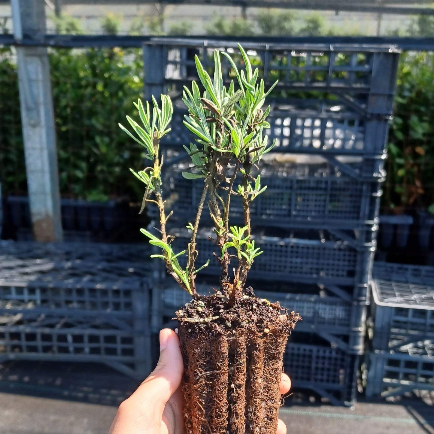 Lavandula angustifolia - lavanda vera (Alveolo forestale)
