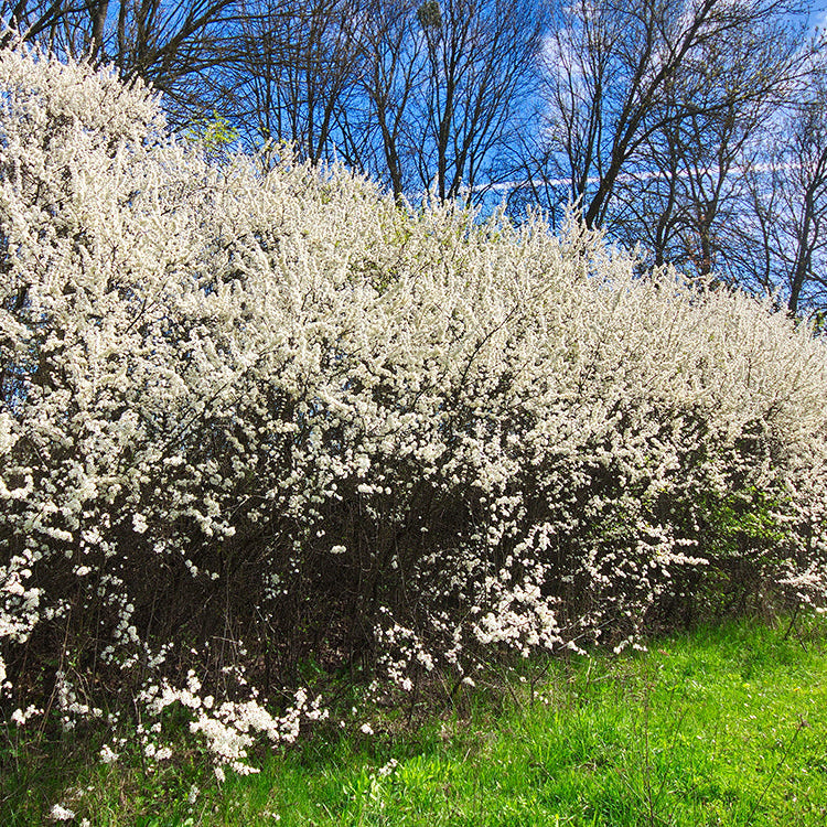 Siepe di Prunus Spinosa, prugnolo - Vivai MDB