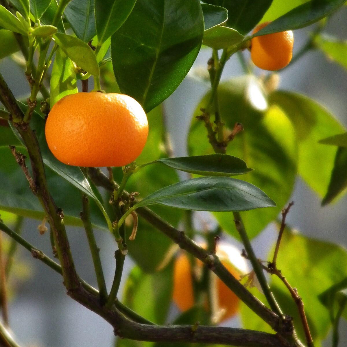 Citrus reticulata cv Tardivo Pianta in Fitocella Vivai Mola Della Badia