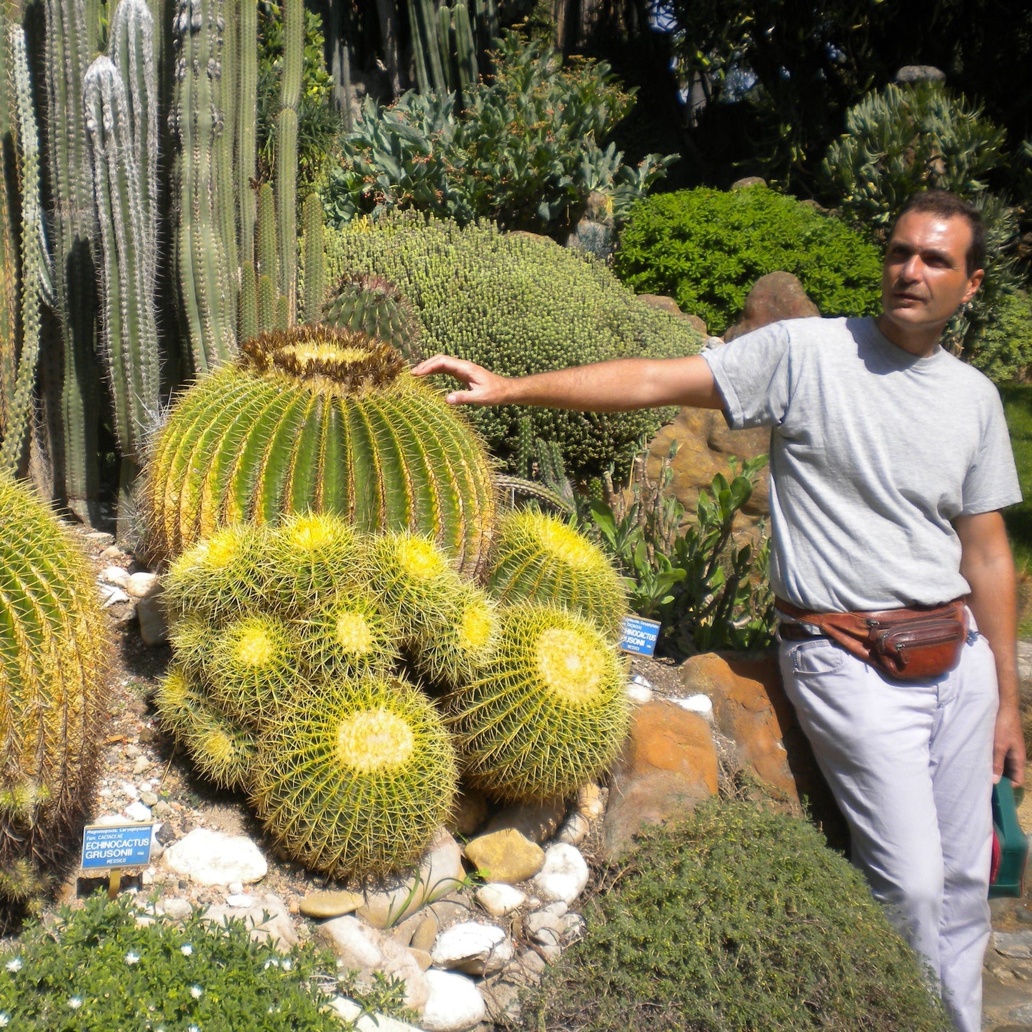 Vivai MDB - Echinocactus Grusonii