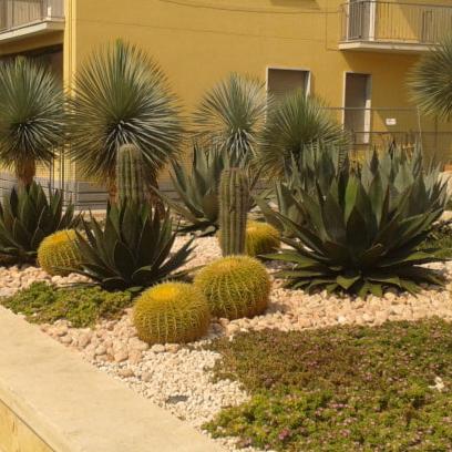 Vivai MDB - Echinocactus Grusonii