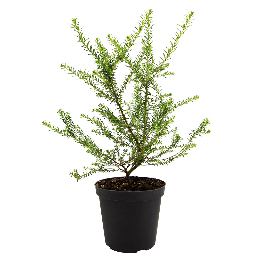 Vivai MDB - Ozothamnus rosmarinifolius - Fiore di Riso Vaso 15cm