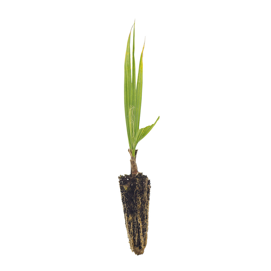 Washingtonia filifera - California Palm (Forest Alveolus)
