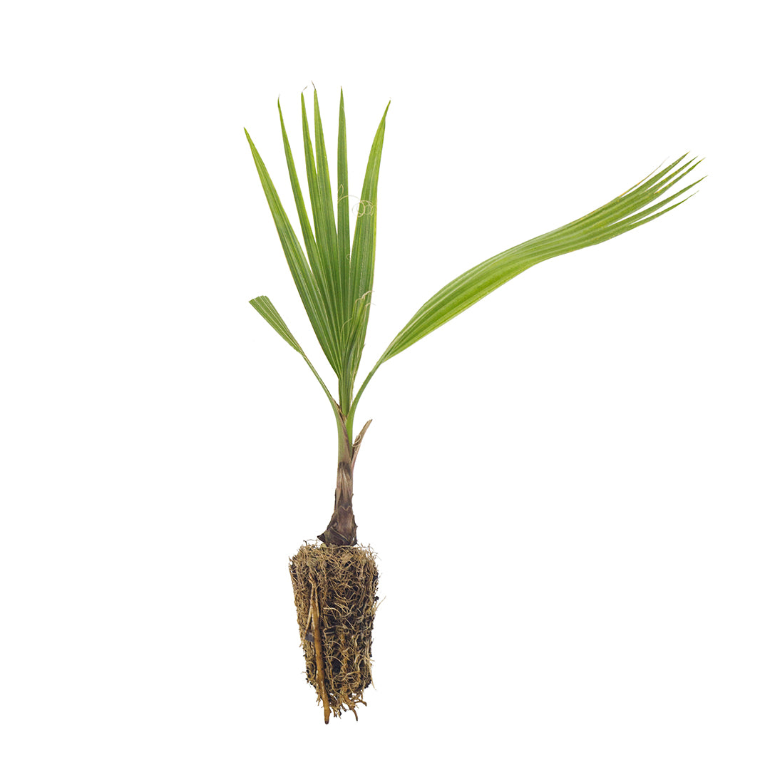 Washingtonia robusta - Mexican palm (forest bush)