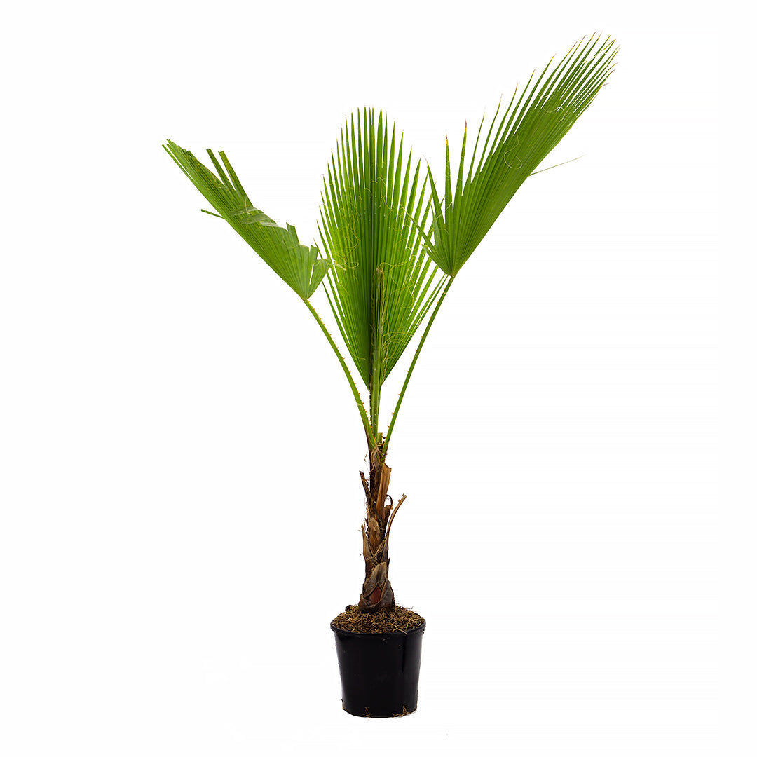 Washingtonia Robusta - Mexican Palm (Pot 18 cm)