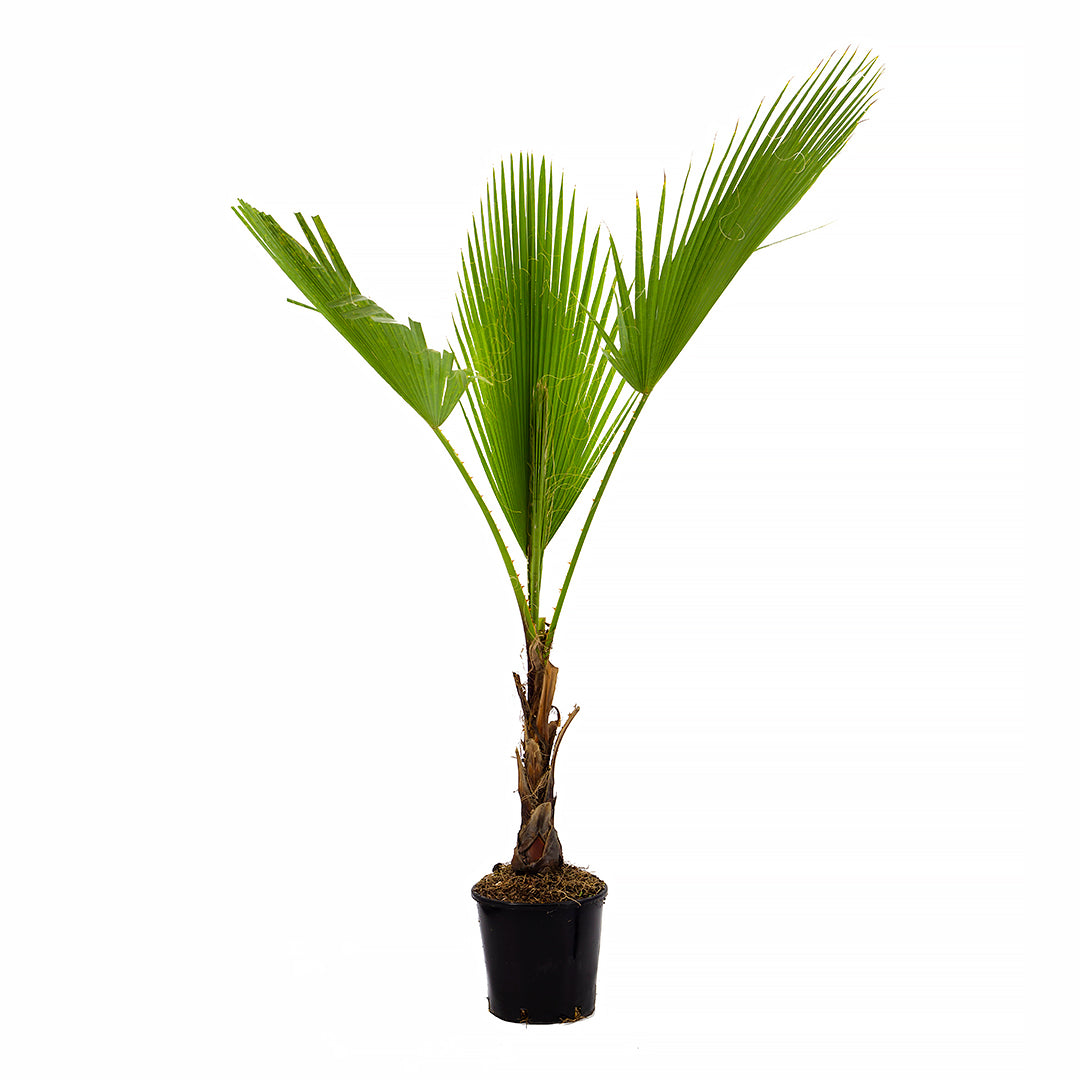 Washingtonia Robusta - Palma Messicana (Vaso 18 cm)