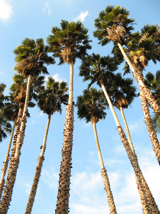 Washingtonia robusta - Palma Messicana (Alveolo forestale)