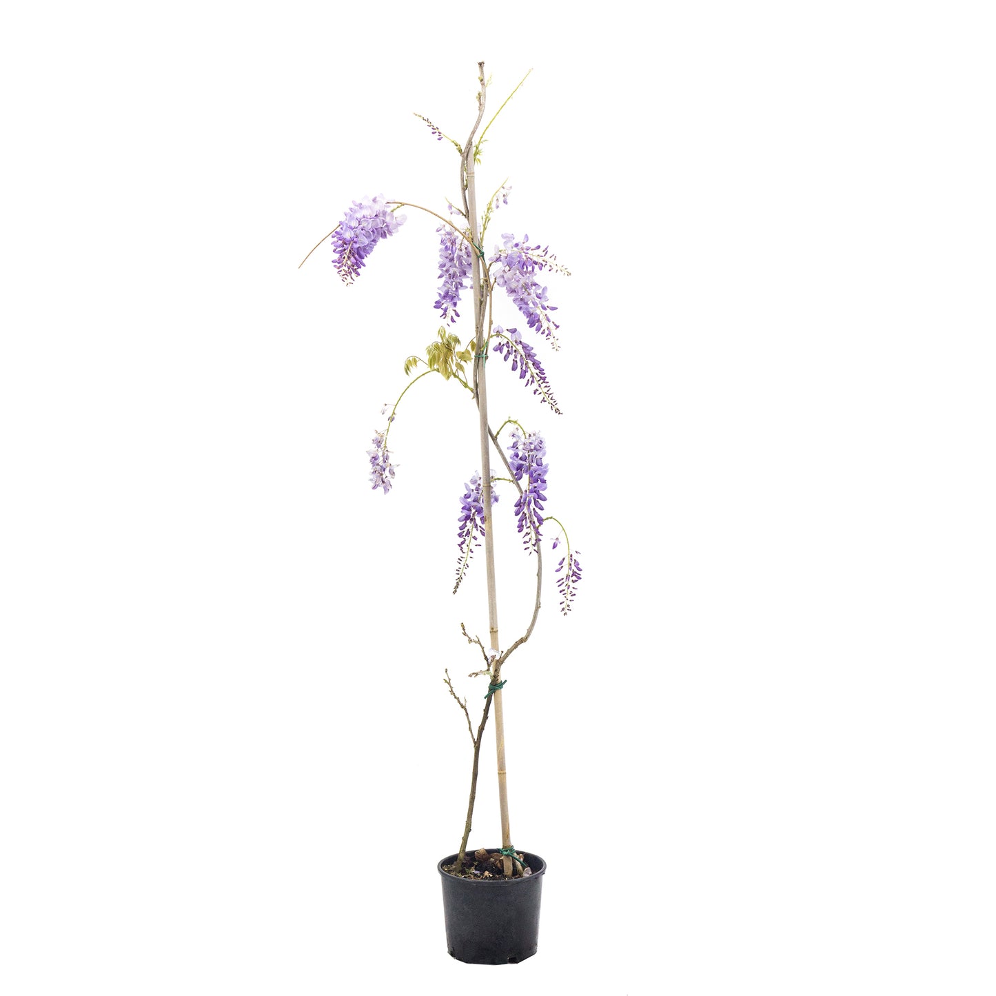 Wisteria Sinensis Alta - Glicine (Vaso 18 Cm)