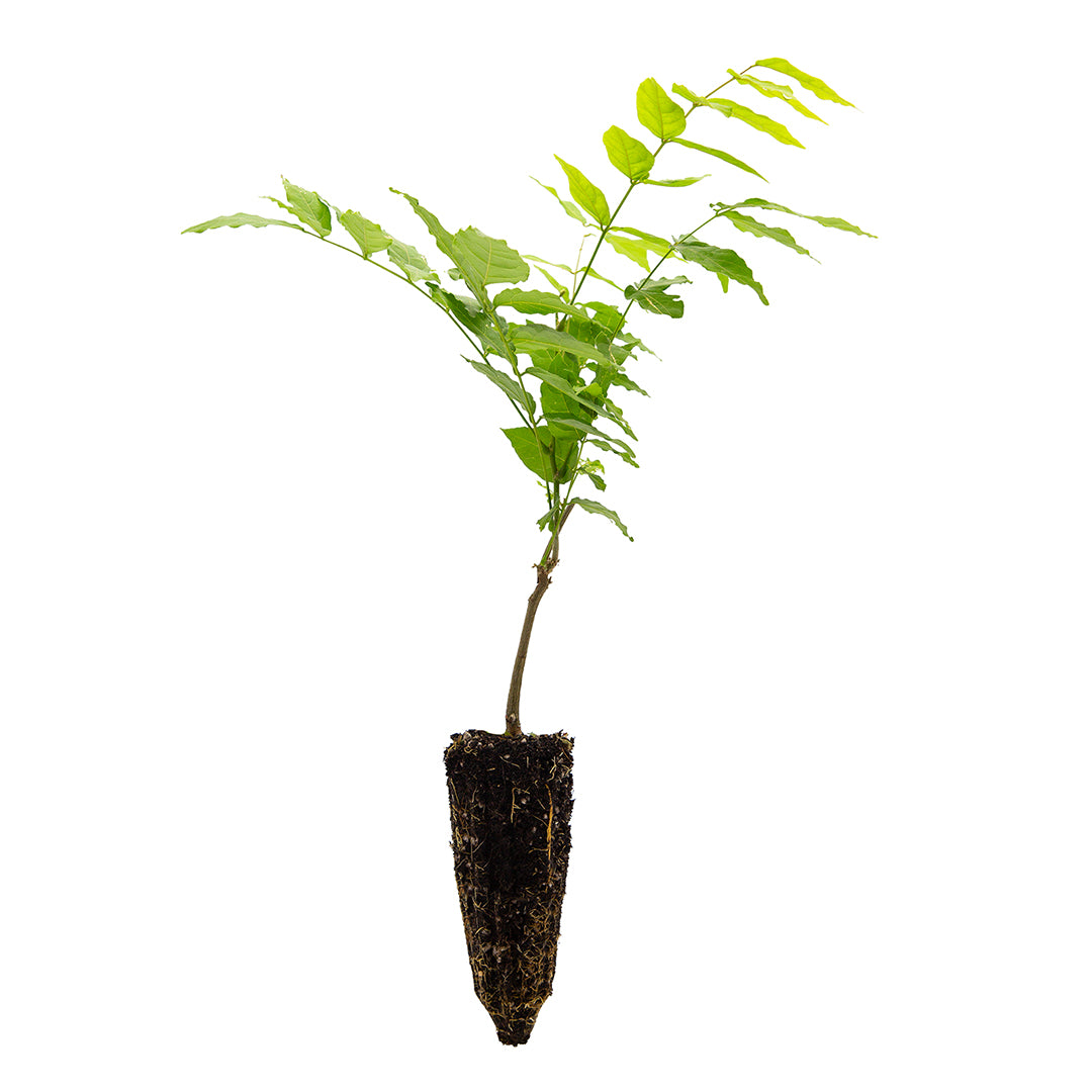 Set 40 alveoli "Fiori rosa/viola/bianchi"