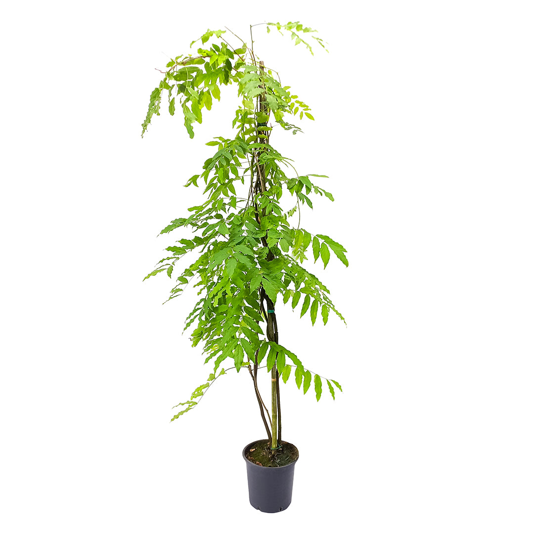 Wisteria floribunda viola - Glicine del Giappone (Vaso 18 cm)