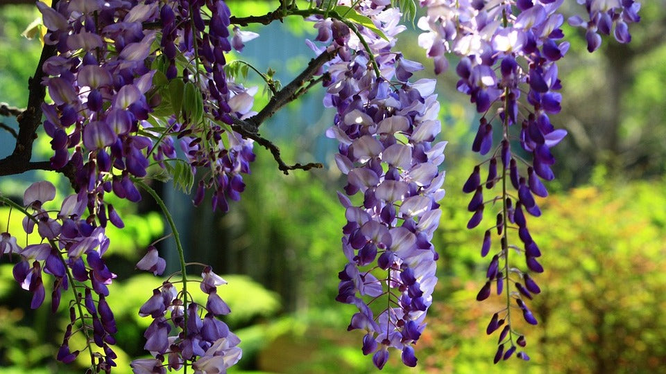 Wisteria Sinensis - Glicine (Alveolo Forestale)