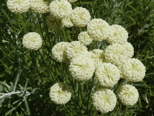 Santolina etrusca - santolina etrusca (Alveolo forestale)
