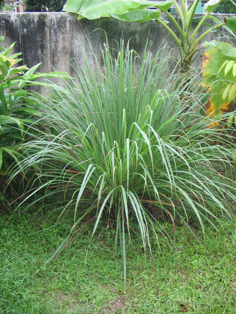 Cymbopogon citratus - citronella (1 confezione di semi)