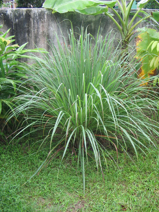 Cymbopogon citratus - citronella (1 confezione di semi)