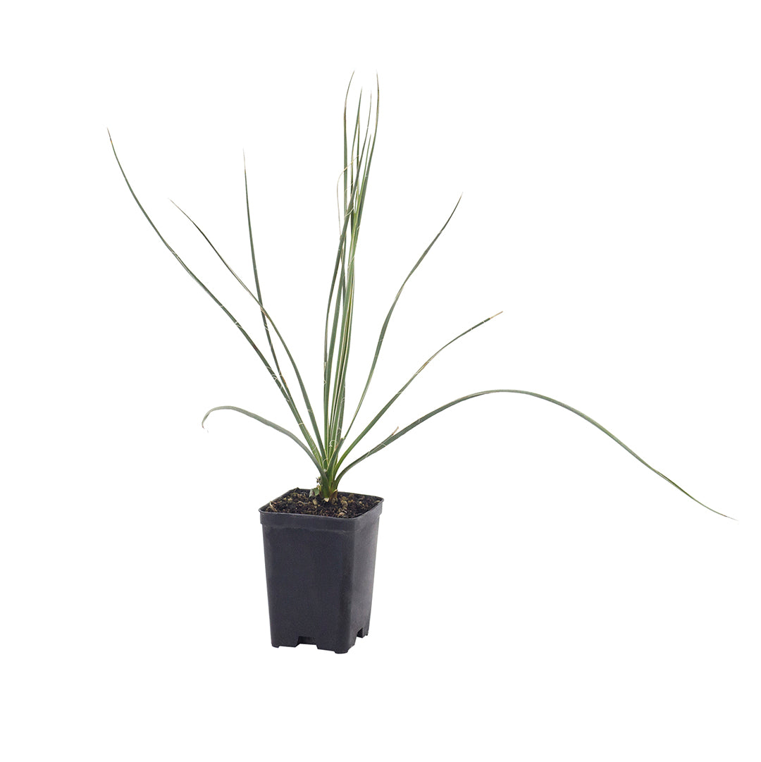 Yucca angustifolia - Yucca angustifolia (Vaso quadro 9x9x20 cm)