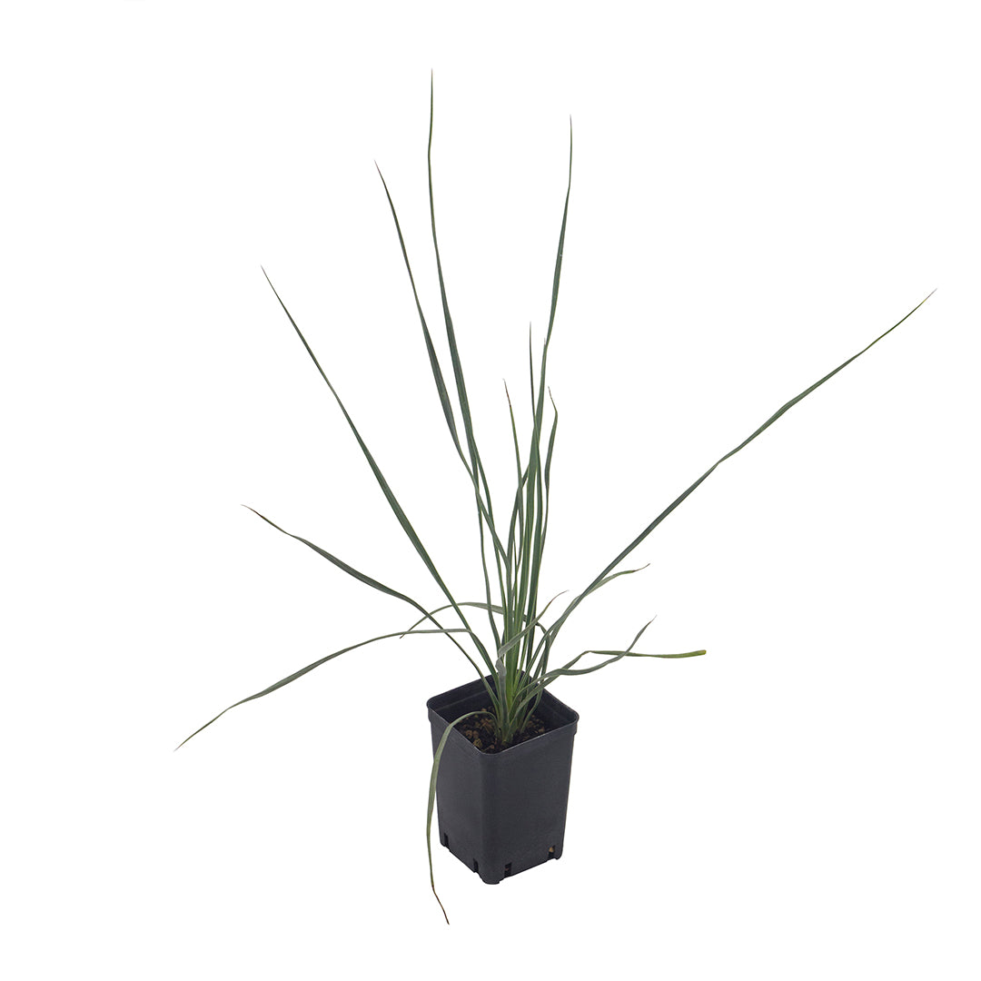 Yucca thompsoniana - Yucca di Thompson (Vaso quadro 7x7x10 cm)