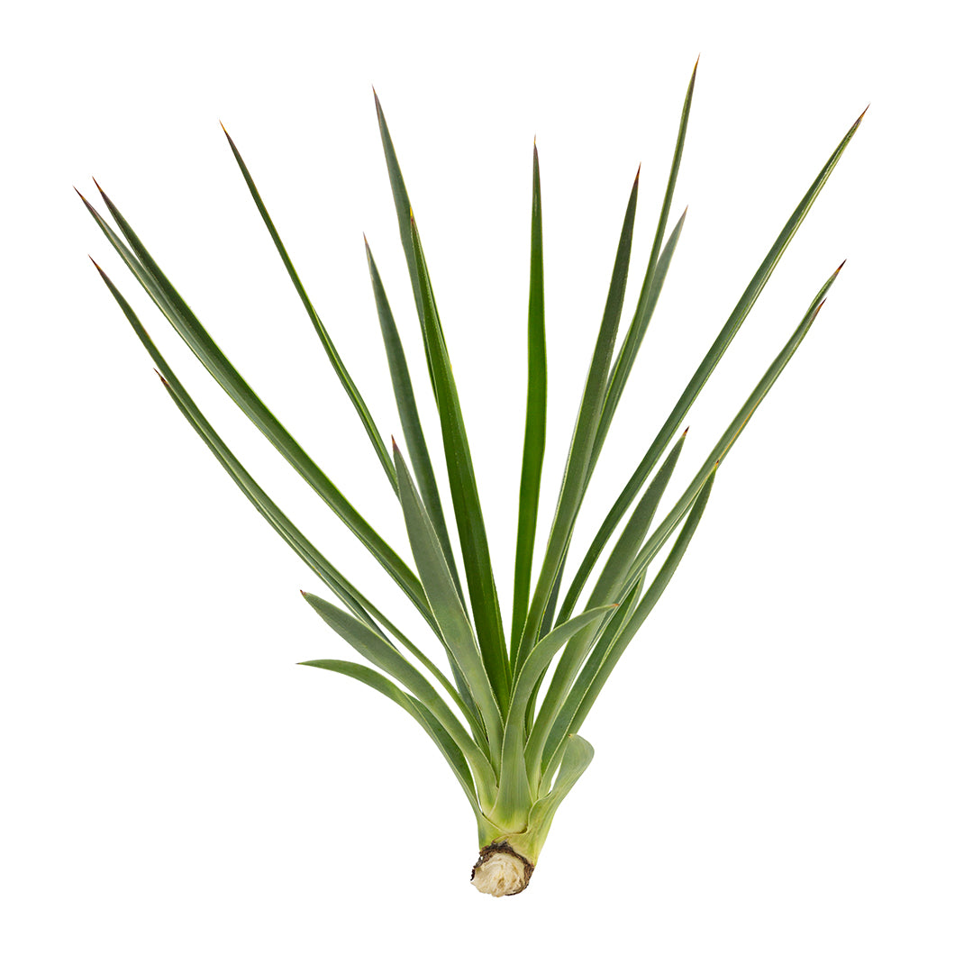 Yucca aloifolia - Baionetta Spagnola (Talea)