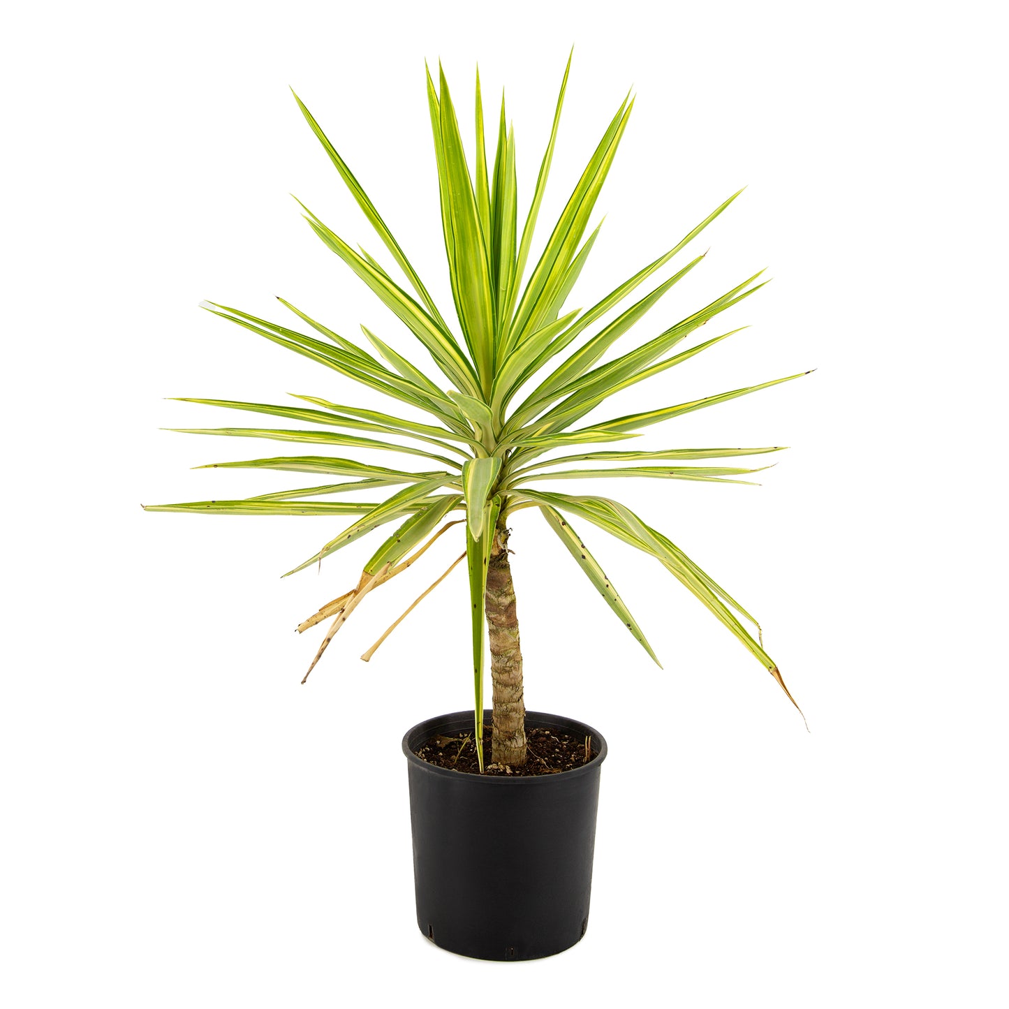 Yucca elephantipes variegata cv "mediopicta" - yucca variegata (Vaso 22 cm)