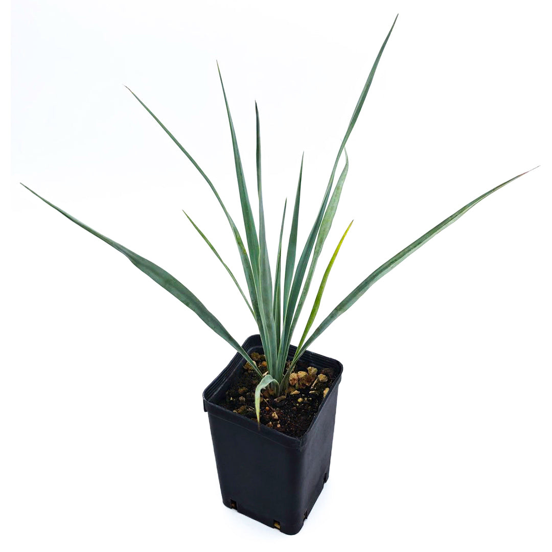 Yucca Rostrata - Yucca Blu (Vaso Quadro 7X7X10 Cm)