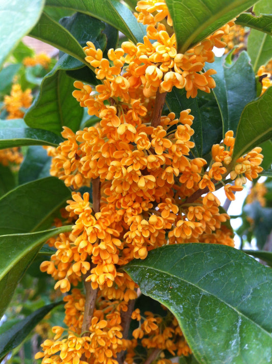 Osmanthus (sin. Olea) fragrans cv. "auranticus"  - osmanto odoroso (fiore arancione) (Vaso quadro 9x9x20 cm)