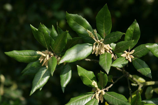 40x Quercus ilex - leccio (Offerta 40 Alveoli forestali)