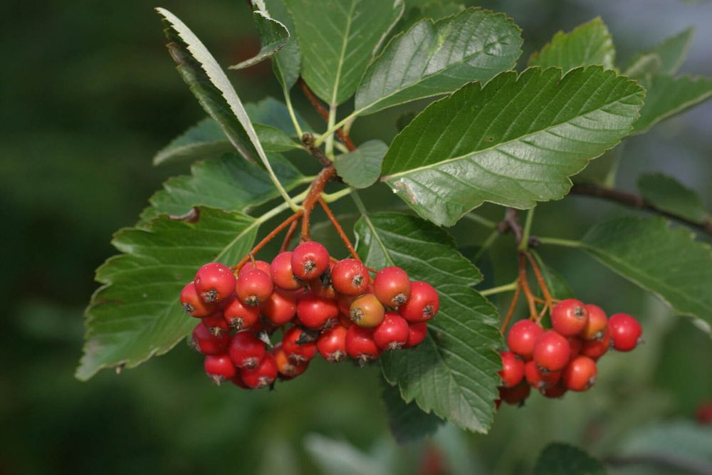 Sorbus aria - sorbo montano (Alveolo forestale)