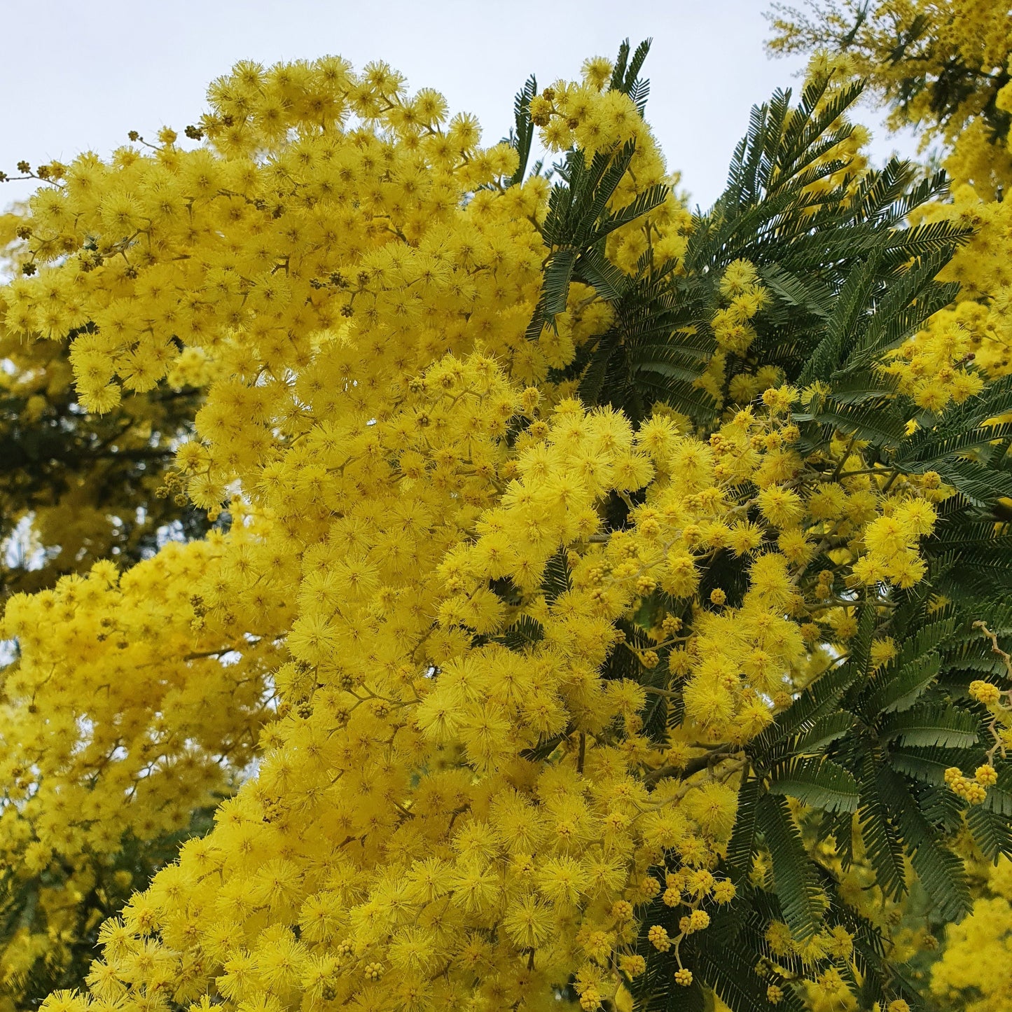 Acacia Dealbata - mimosa (Alveolo Forestale)
