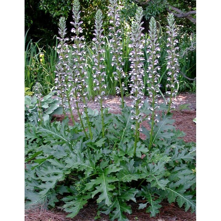 Acanthus mollis - acanthus (Square vase 9x9x13 cm)