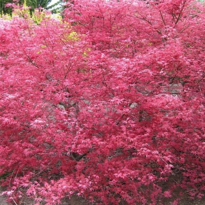 Acer Palmatum Cv. "Deshojo" - Acero Giapponese Rosso (Vaso Quadro 9X9X10 Cm, FRANCO)