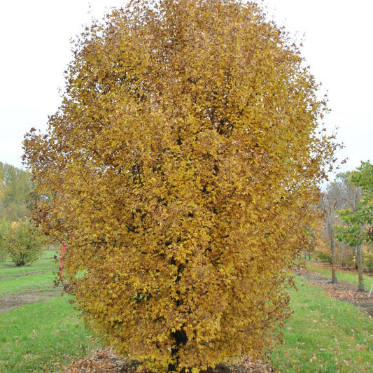 Acer monspessulanum - minor maple (Square vase 9x9x20 cm)