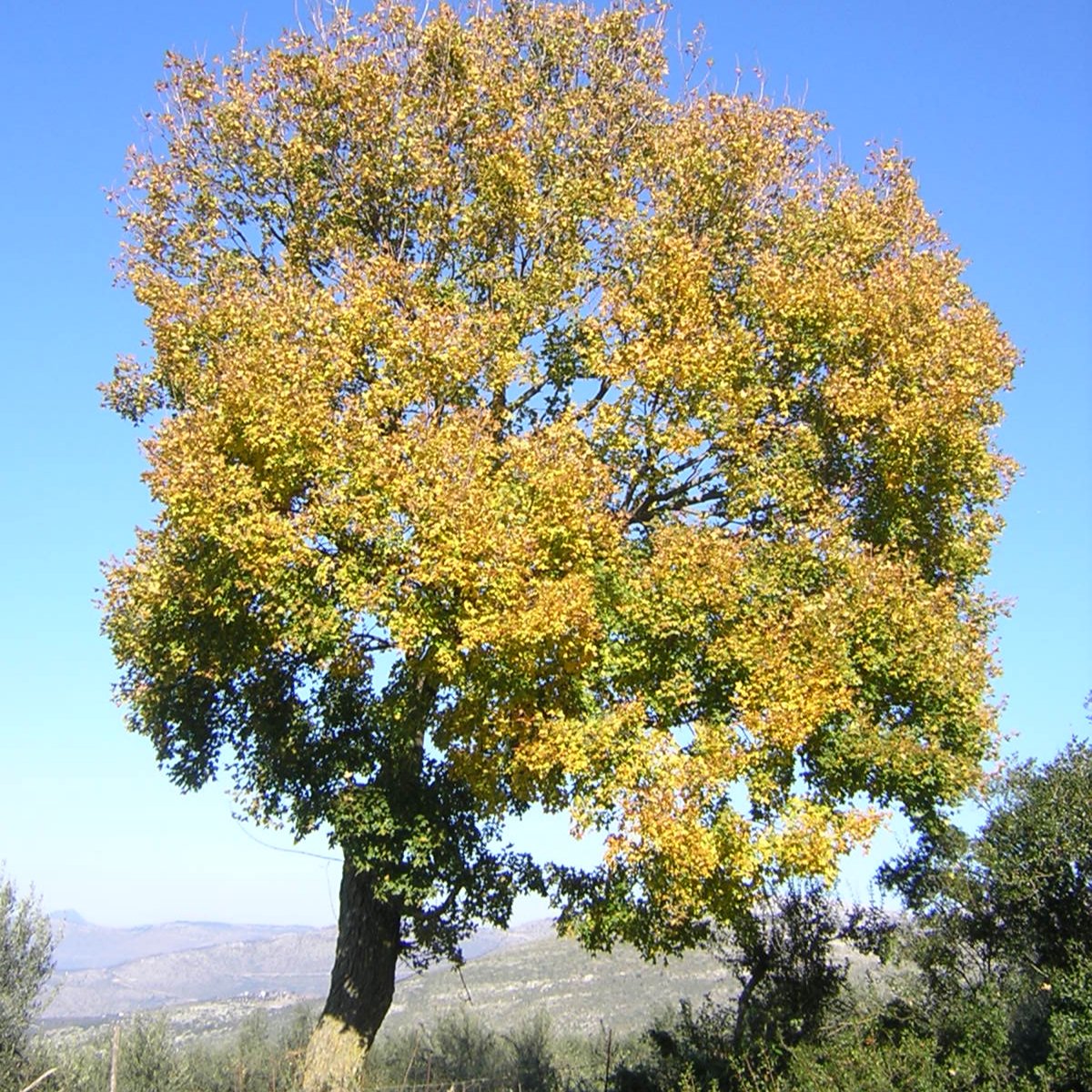 Acer monspessulanum - acero minore (Vaso quadro 9x9x20 cm)