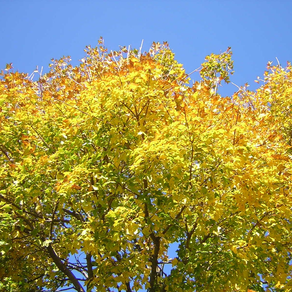 Acer monspessulanum - acero minore (Vaso quadro 9x9x20 cm)