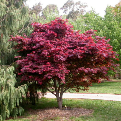 Acer palmatum "dissectum stella rossa" (INNESTO ALTO) - acero giapponese rosso dissectum (Vaso 18 cm)