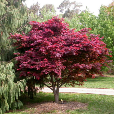 Acer palmatum "dissectum stella rossa" - acero giapponese rosso dissectum (Vaso 18 cm)