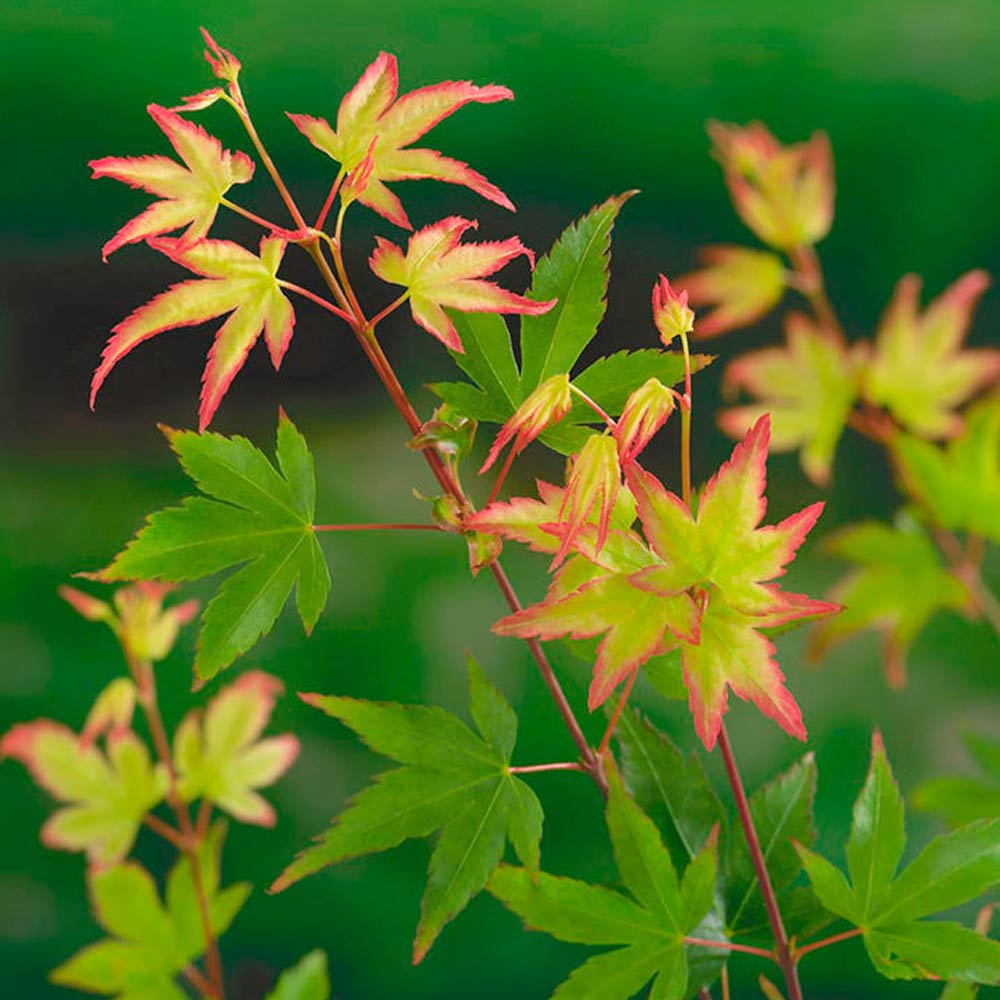 Acer palmatum cv. "Little princess" FRANCO - acero giapponese verde nano (Vaso quadro 9x9x10 cm)
