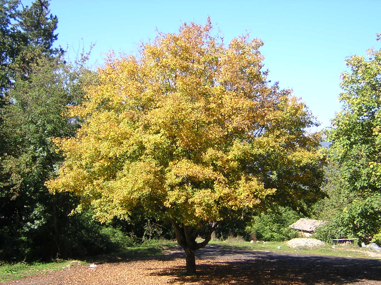 Acer pseudoplatanus - sycamore maple (Forest honeycomb)