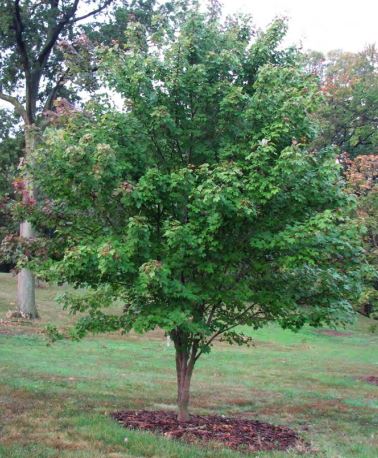 Un Acer rubrum cv "Brandywine" - acero rosso (Vaso quadro 9x9x20 cm) dei Vivai Mola della Badia si trova su un prato erboso con un anello di pacciamatura; il suo fogliame rosso acceso suggerisce il cambiamento stagionale tra la vegetazione circostante.