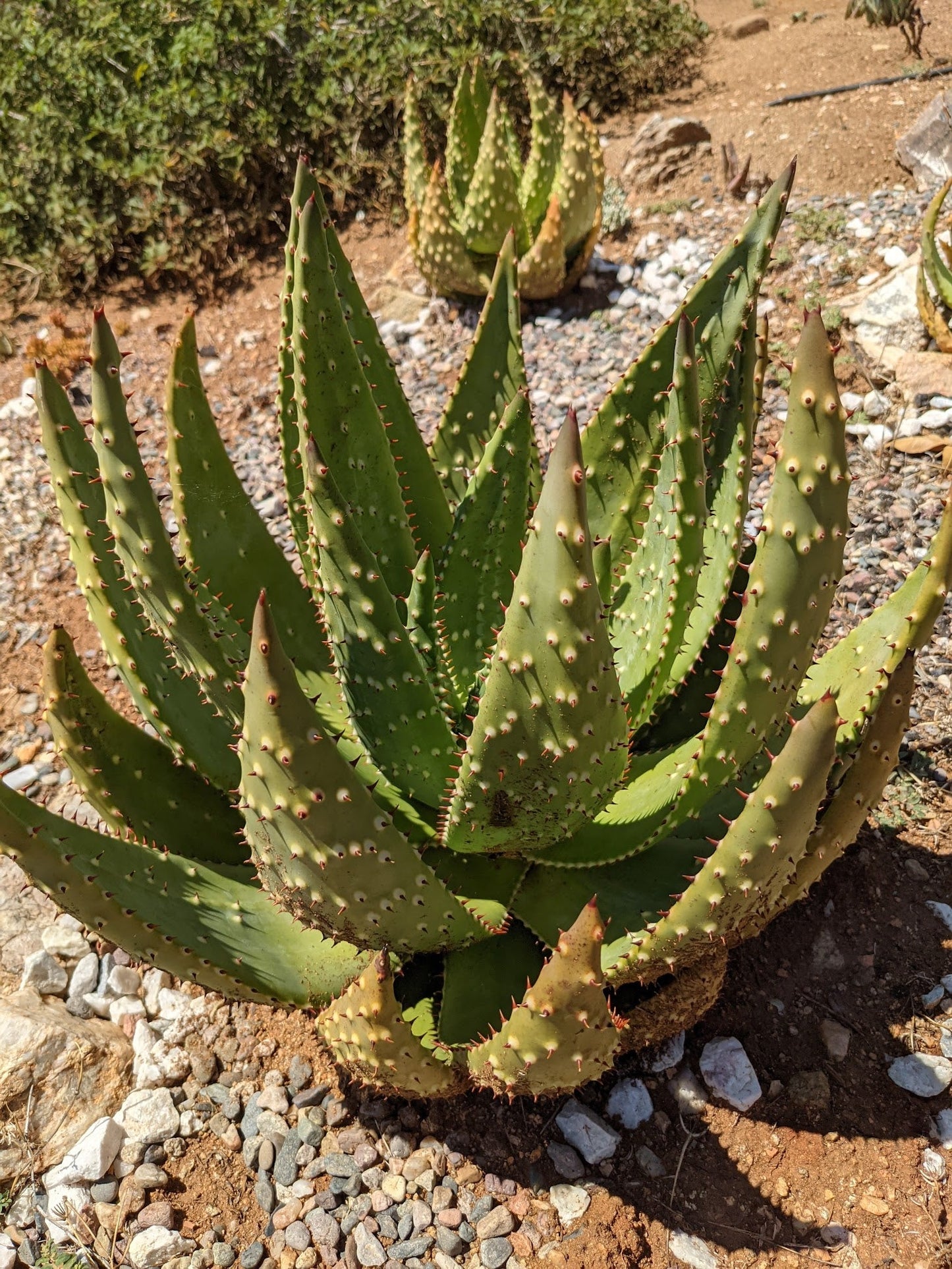 Aloe aculeata var. crousiana- aloe spinosa (Vaso quadro 7x7x10 cm)