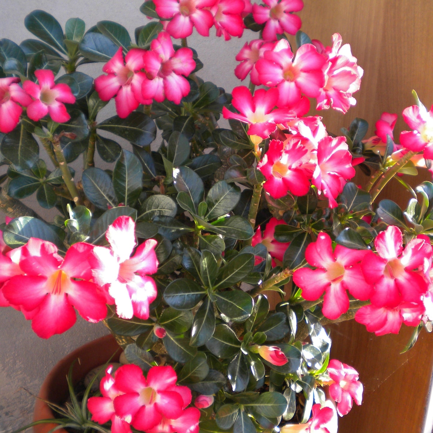 Adenium Obesum Pink - Rosa Del Deserto (Vaso Quadro 7X7X8 Cm)