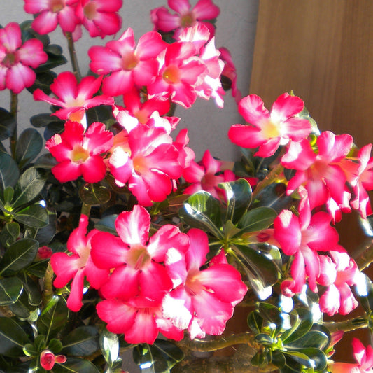 Adenium Obesum Pink - Rosa Del Deserto (Vaso Quadro 7X7X8 Cm)