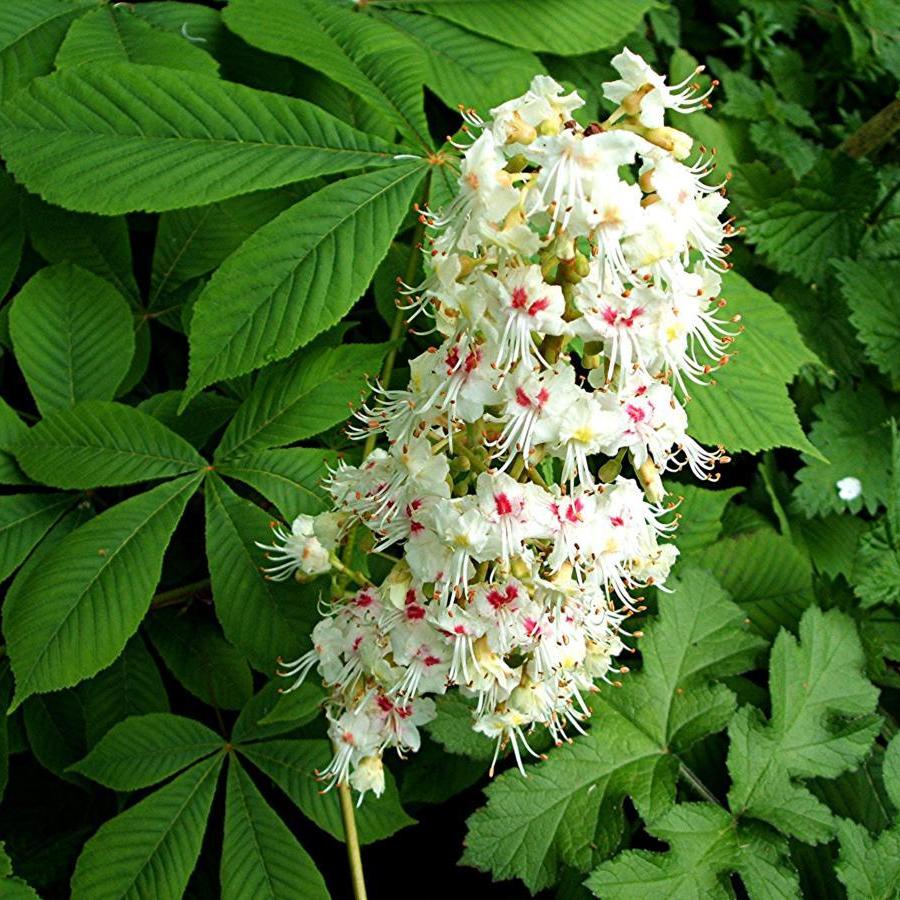 Aesculus hippocastanum - horse chestnut (forest honeycomb)