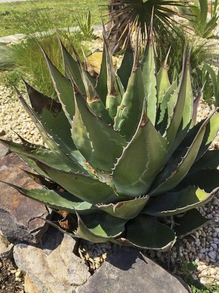 Agave montana - (18 cm pot)