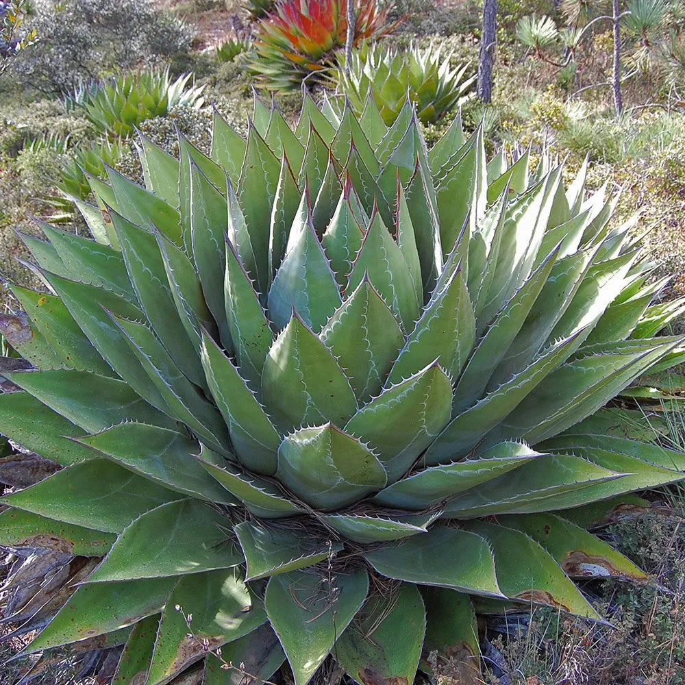 Agave montana - (18 cm pot)