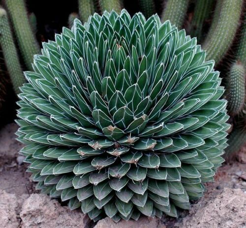 Agave victoriae-reginae - agave della regina (Alveolino)
