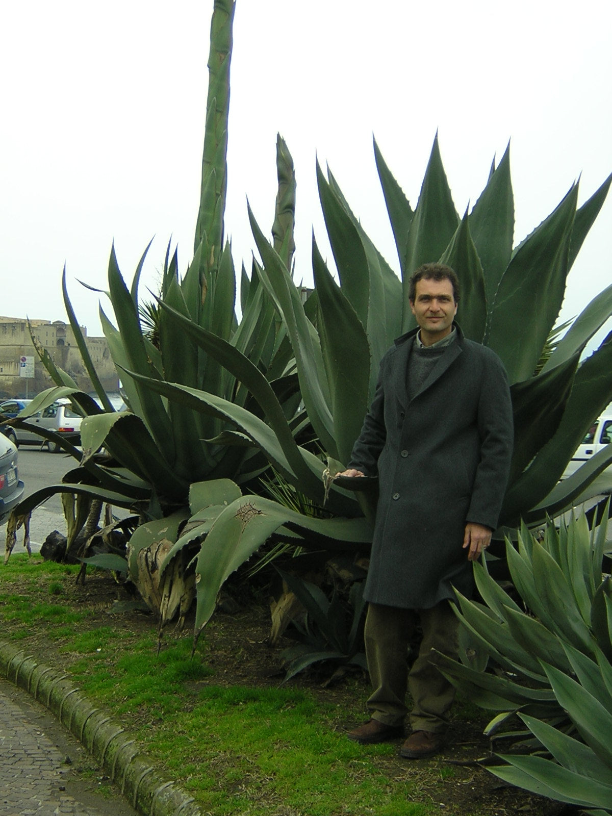 Agave salmiana var. ferox - spiny agave (14 cm vase)