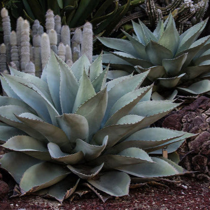 Agave ovatifolia - oval-leaved agave (18 cm pot)